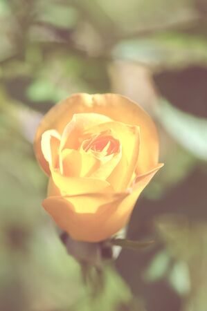 rose flower in the garden with old color styleの写真素材