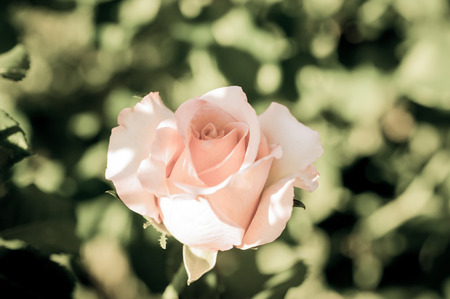 beautiful rose flower with vintage styleの写真素材