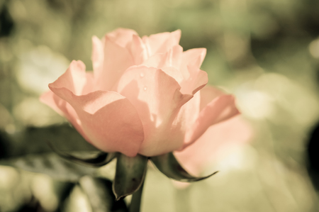 beautiful rose flower with vintage styleの写真素材