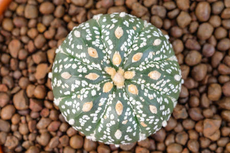 small beautiful cactusの写真素材