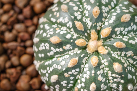small beautiful cactus