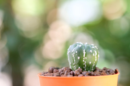 beautiful cactus in the garden