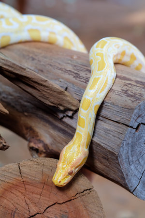 python snake