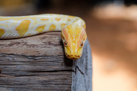 python snake