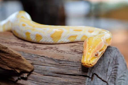 python snakeの写真素材