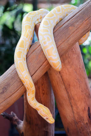 python snakeの写真素材