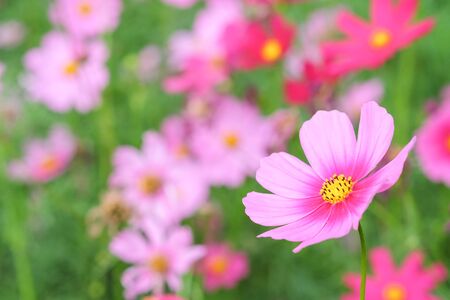 cosmos flower  fieldの写真素材
