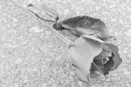 rose flowerの写真素材
