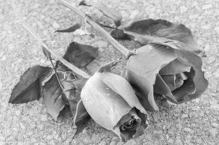 rose flowerの写真素材