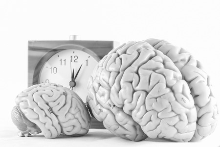 human brain modelの写真素材