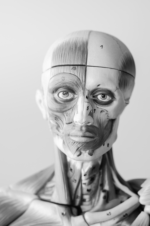 anatomy of human muscle model with black and white colorの写真素材
