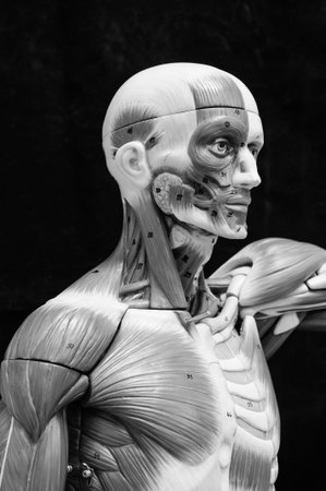 anatomy of human muscle model with black and white color