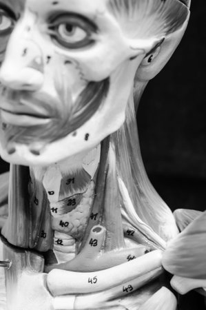 anatomy of human muscle model with black and white colorの写真素材