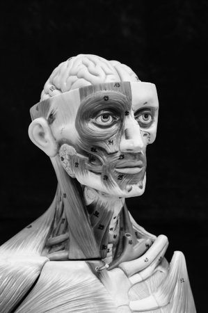 anatomy of head human muscle model with black and white color