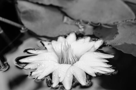 beautiful lotus flower with black and white colorの写真素材