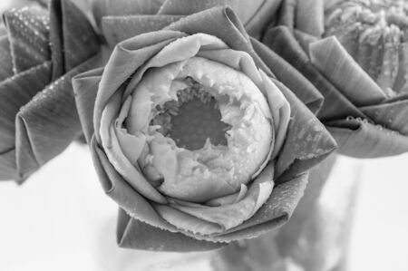 beautiful lotus flower with black and white colorの写真素材