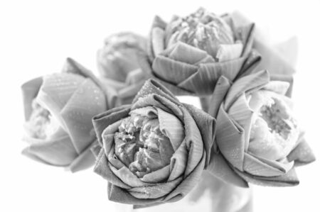 beautiful lotus flower with black and white colorの写真素材