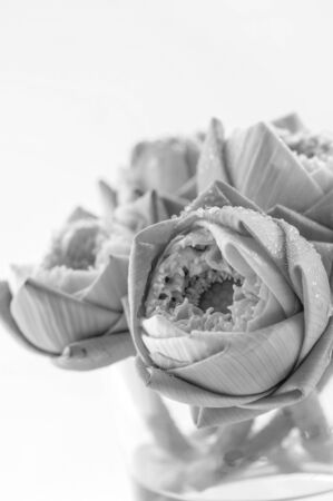 beautiful lotus flower with black and white colorの写真素材