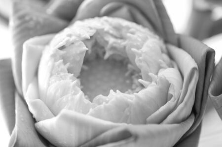 beautiful lotus flower with black and white colorの写真素材