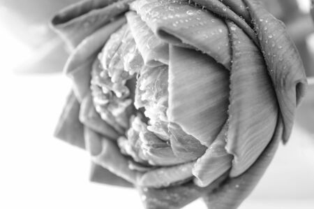 beautiful lotus flower with black and white colorの写真素材