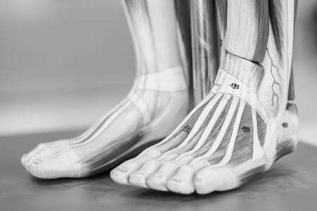 anatomy of human muscle model with black and white colorの写真素材