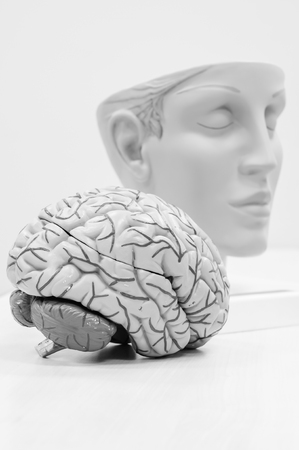 anatomy of human brain model with black and white colorの写真素材