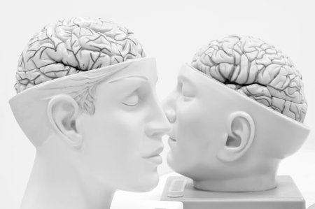 anatomy of human brain model with black and white colorの写真素材