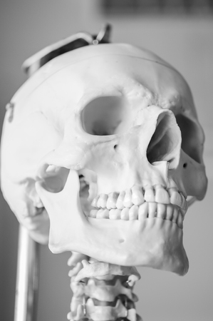 human skull with black and white color conceptの写真素材
