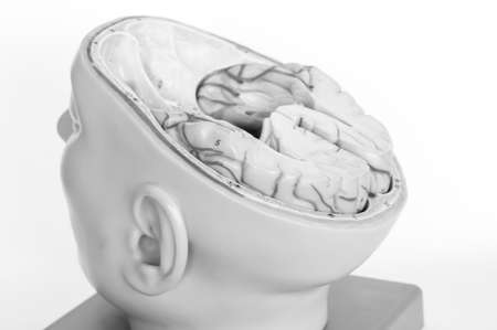anatomy of human brain model with black and white colorの写真素材