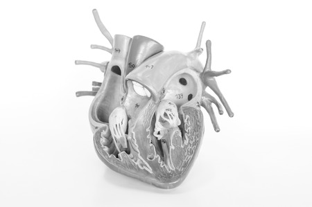 heart human model with black and white colorの写真素材