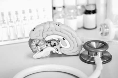 Human brain with black and white color
