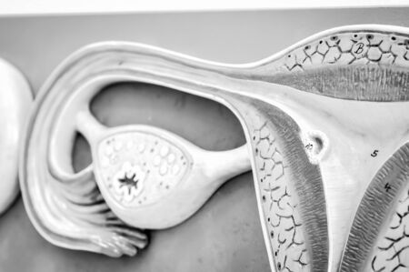 ovary of human with black and white colorの写真素材