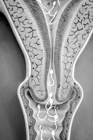 uterus of human with black and white colorの写真素材