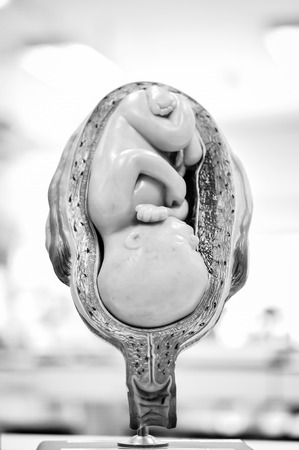 fetus of human model anatomy with black and white color conceptの写真素材