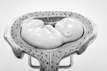 fetus of human model anatomy with black and white color conceptの写真素材