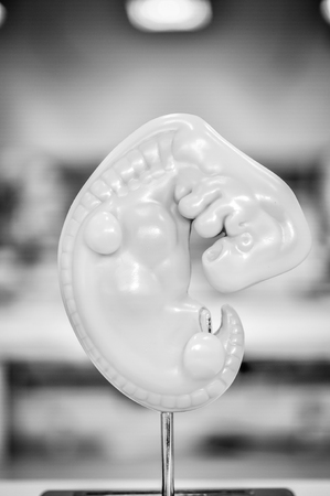 fetus of human model anatomy with black and white color conceptの写真素材