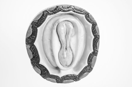 fetus of human model anatomy with black and white color concept