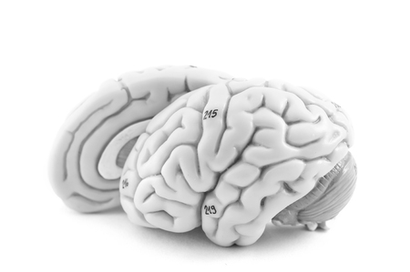 à¹human brain with black and white colorの写真素材