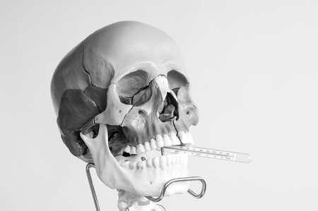 skull anatomy model with black and white colorの写真素材
