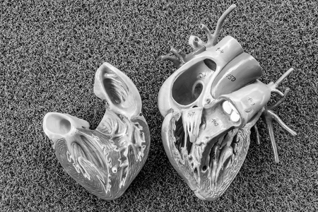 heart human model with black and white colorの写真素材