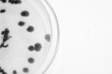 bacteria colony in petridish with black and white colourの写真素材