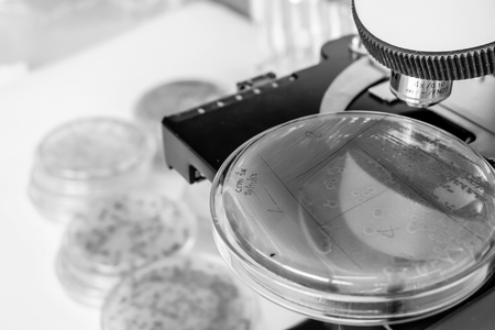 bacteria colony in petridish with black and white colourの写真素材
