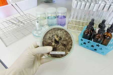 fungi colony in petridish