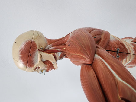 muscle anatomy - lateral view of the head and spinal column.の写真素材