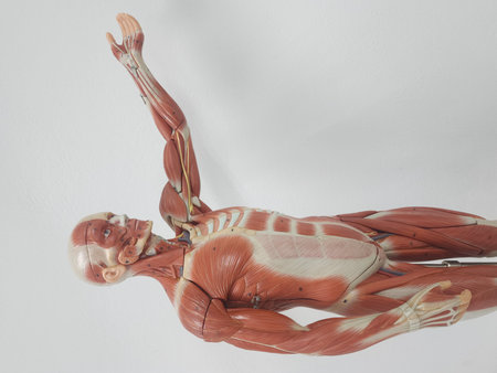 muscle anatomy model on white background,human body part with muscle systemの写真素材