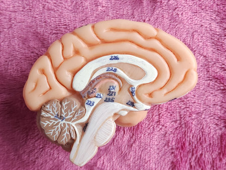 Human brain model on pink towel background. Top view. Copy space.の写真素材