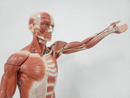 Human body anatomy model on white background, science and medical concept.の写真素材