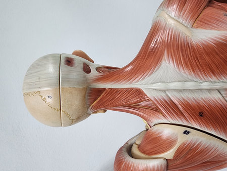 3D Illustration of the Muscles of a Human Body Anatomy