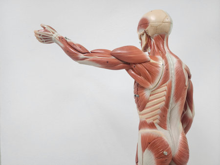 Human body anatomy model made from clay on white background. Front view.
