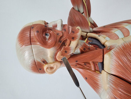 Orthopedics medical model of the human body with internal organsの写真素材